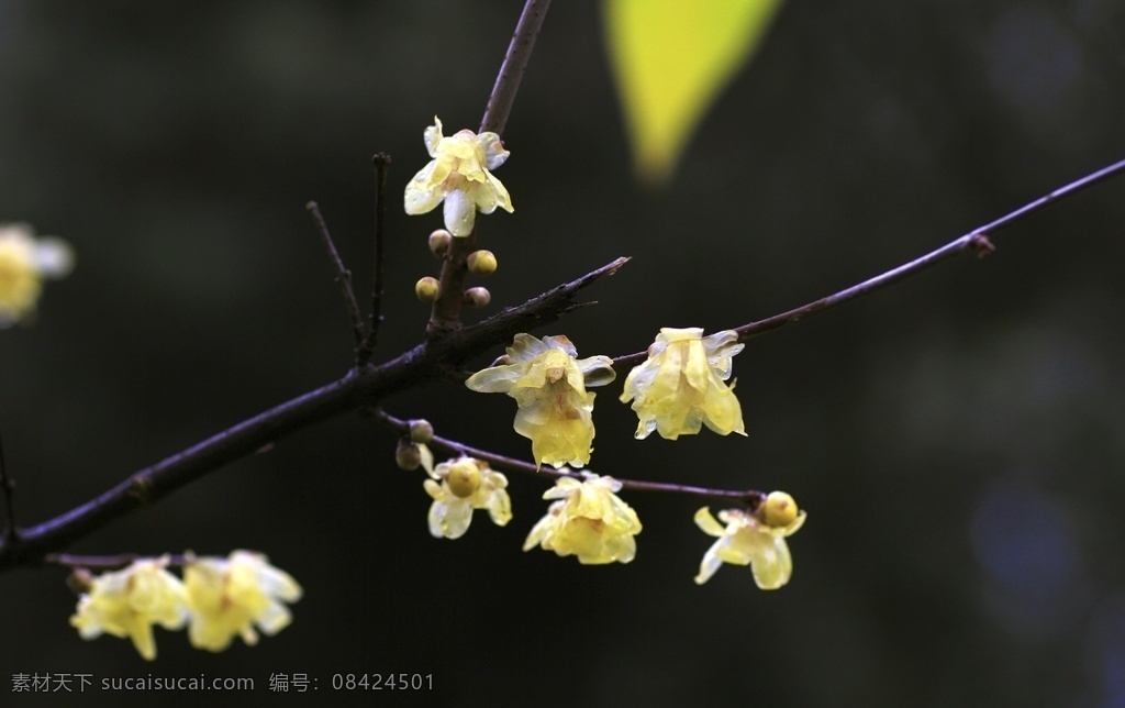 黄梅 盛开的腊梅 腊梅 黄金茶 金梅 腊月的花 腊梅花 生物世界 花草