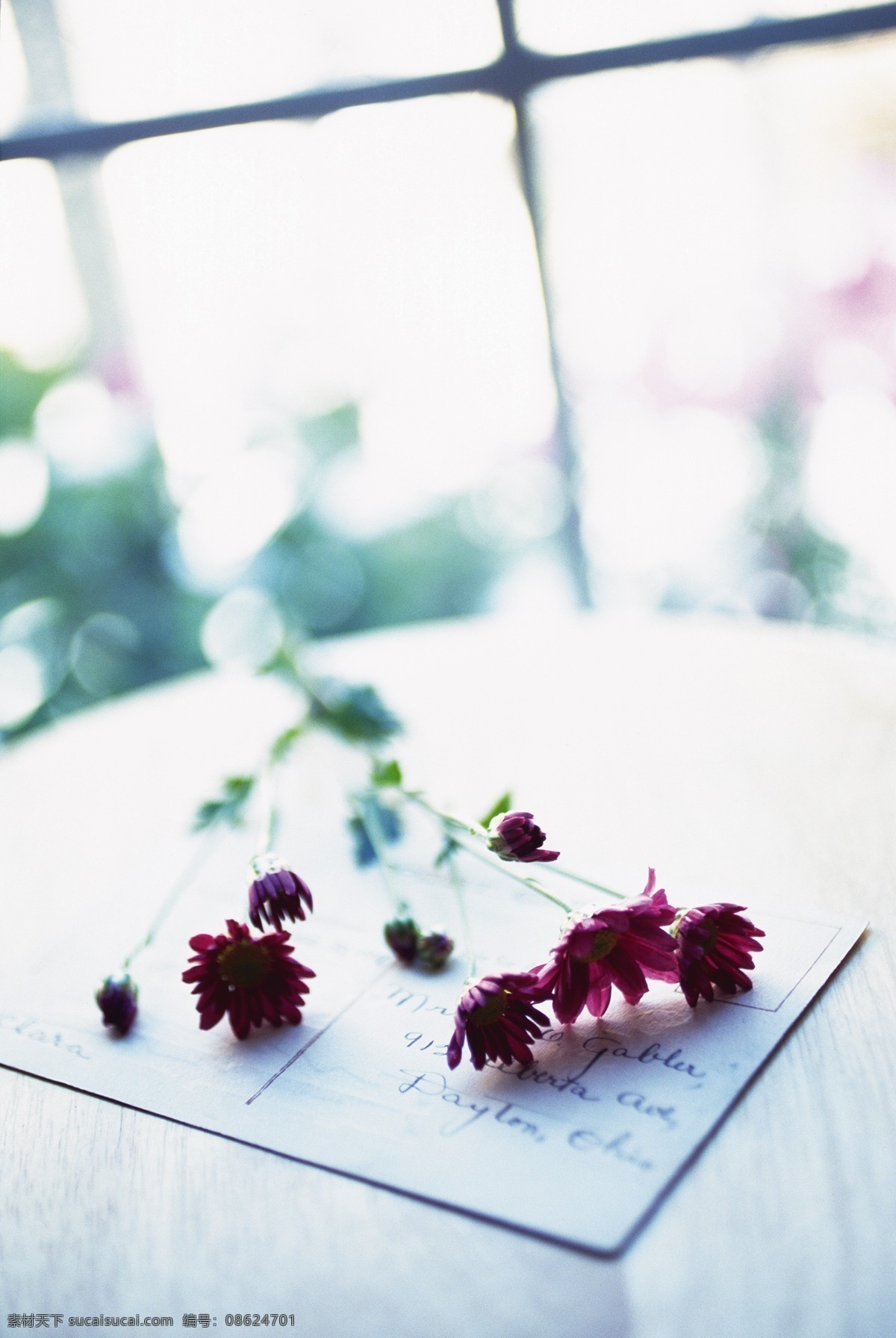 雏 菊 雏菊 贺卡 花 花艺 菊花 绿植 植物 鲜花 生活素材 生活百科 psd源文件 请柬请帖