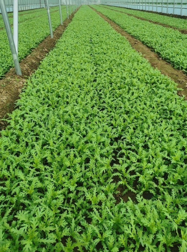 茼蒿图片 茼蒿 绿叶菜 凉拌菜 炒菜 营养丰富 生活百科 生活素材