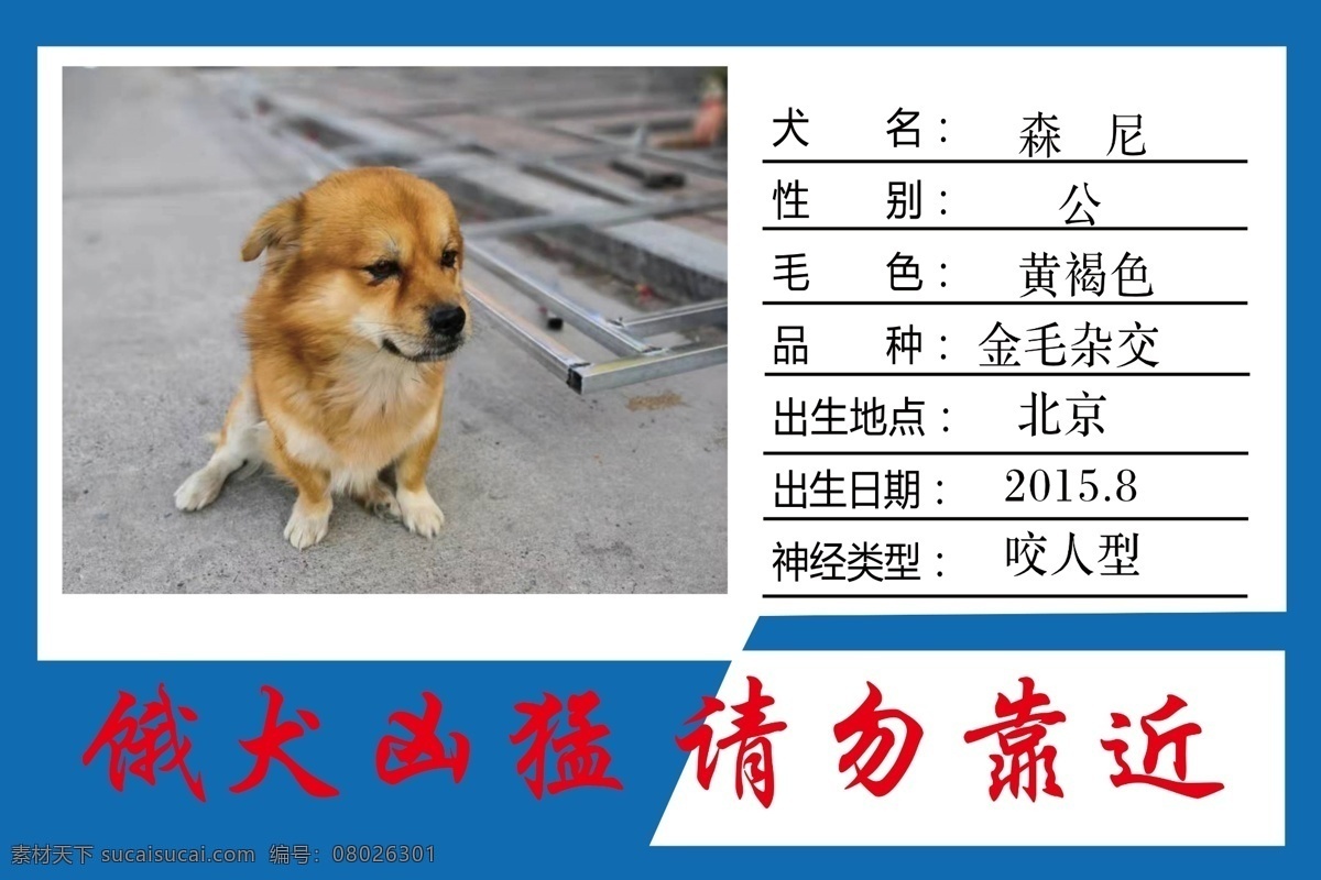 犬牌 狗牌 铭牌 寻狗 寻人 启示 狗 金毛 名片证卡 招贴设计