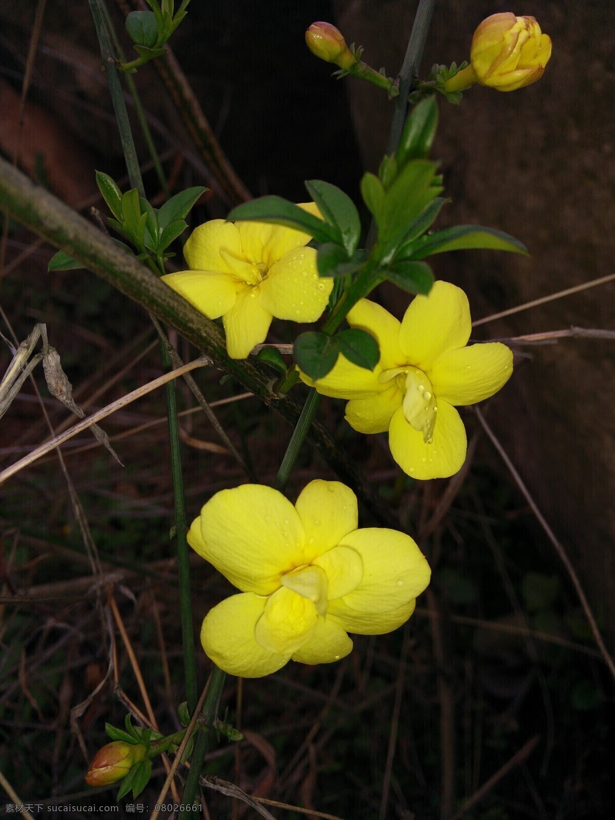 花卉 迎春花 观赏花 袁国晶拍摄 花卉微距 迎春花枝 生物世界 花草