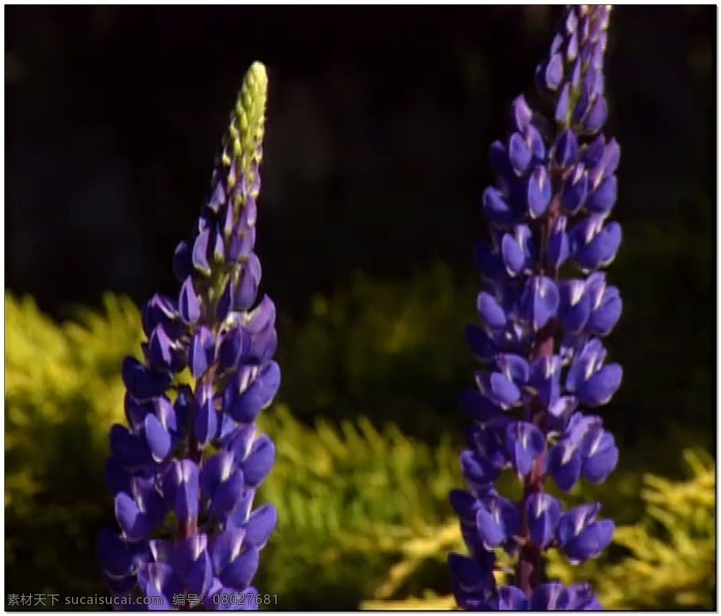 花朵 动态 视频 紫色 薰衣草 自然 视频素材 动态视频素材