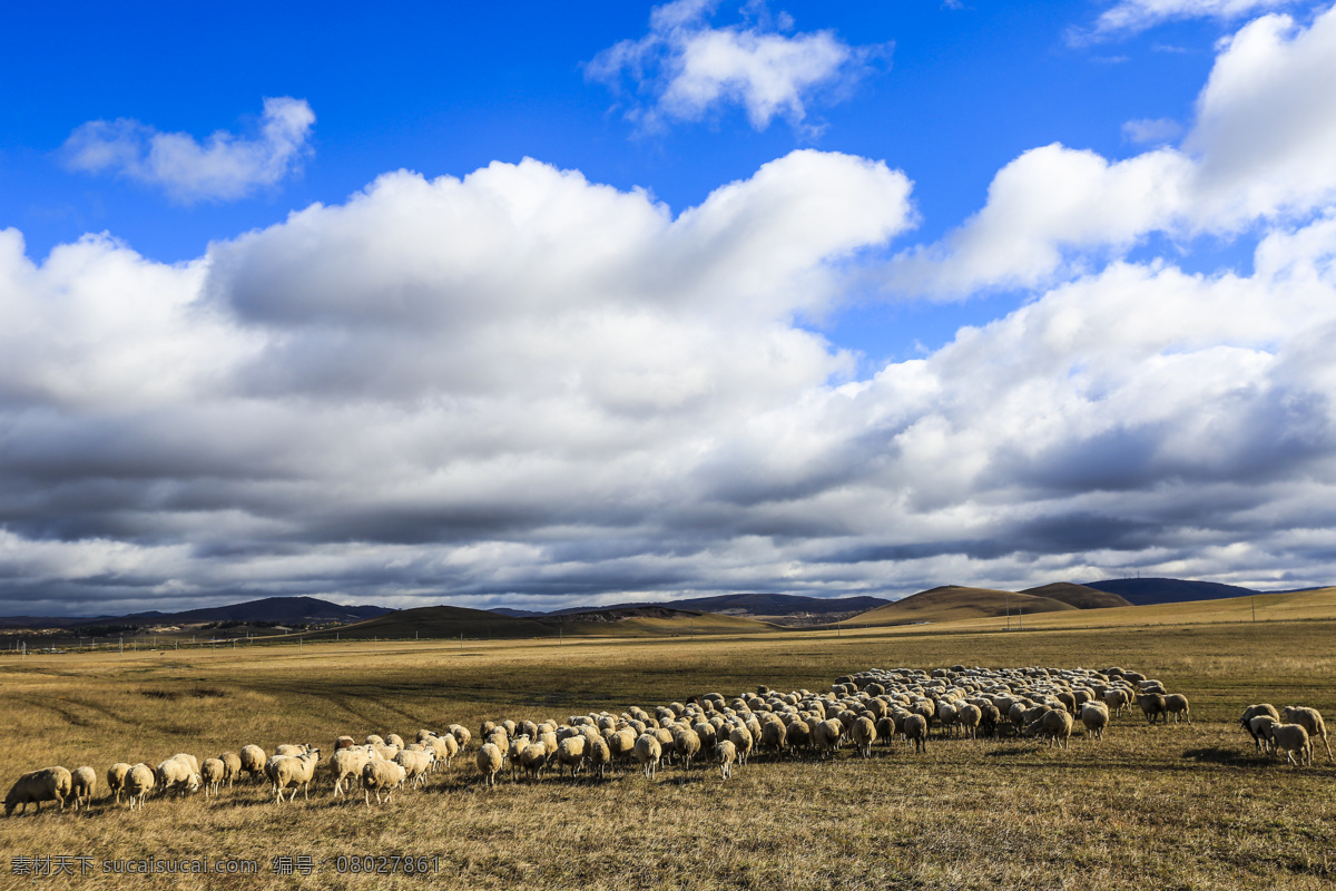 内蒙古 乌兰布 统 草原 乌兰布统 羊群 白云 旅游摄影 自然风景