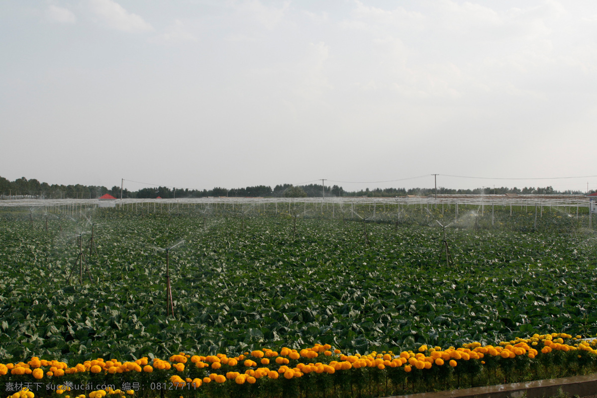 农业 节水 现代科技 农业节水 农业生产 蔬菜种植基地 蔬菜种植 大萝卜种植 节水灌溉 矢量图 日常生活