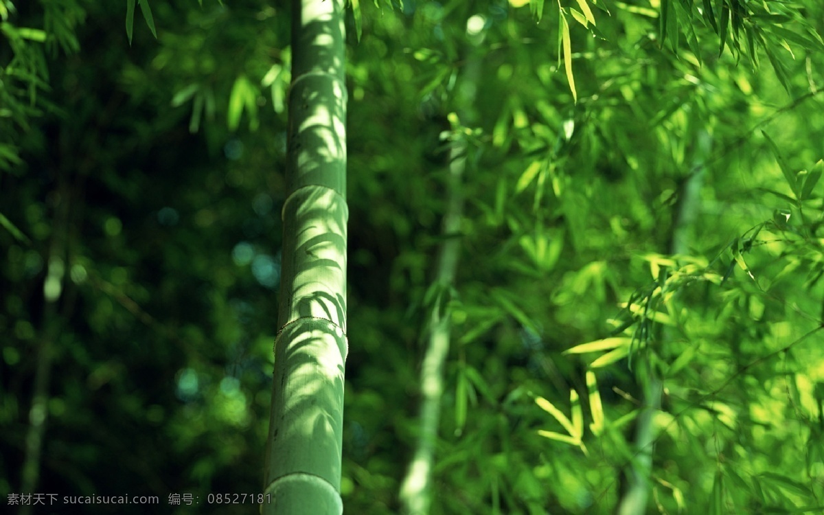 绿色 竹园 竹林 竹子 超大 风景 高清 摄影图 生物世界 树木树叶 唯美 自然