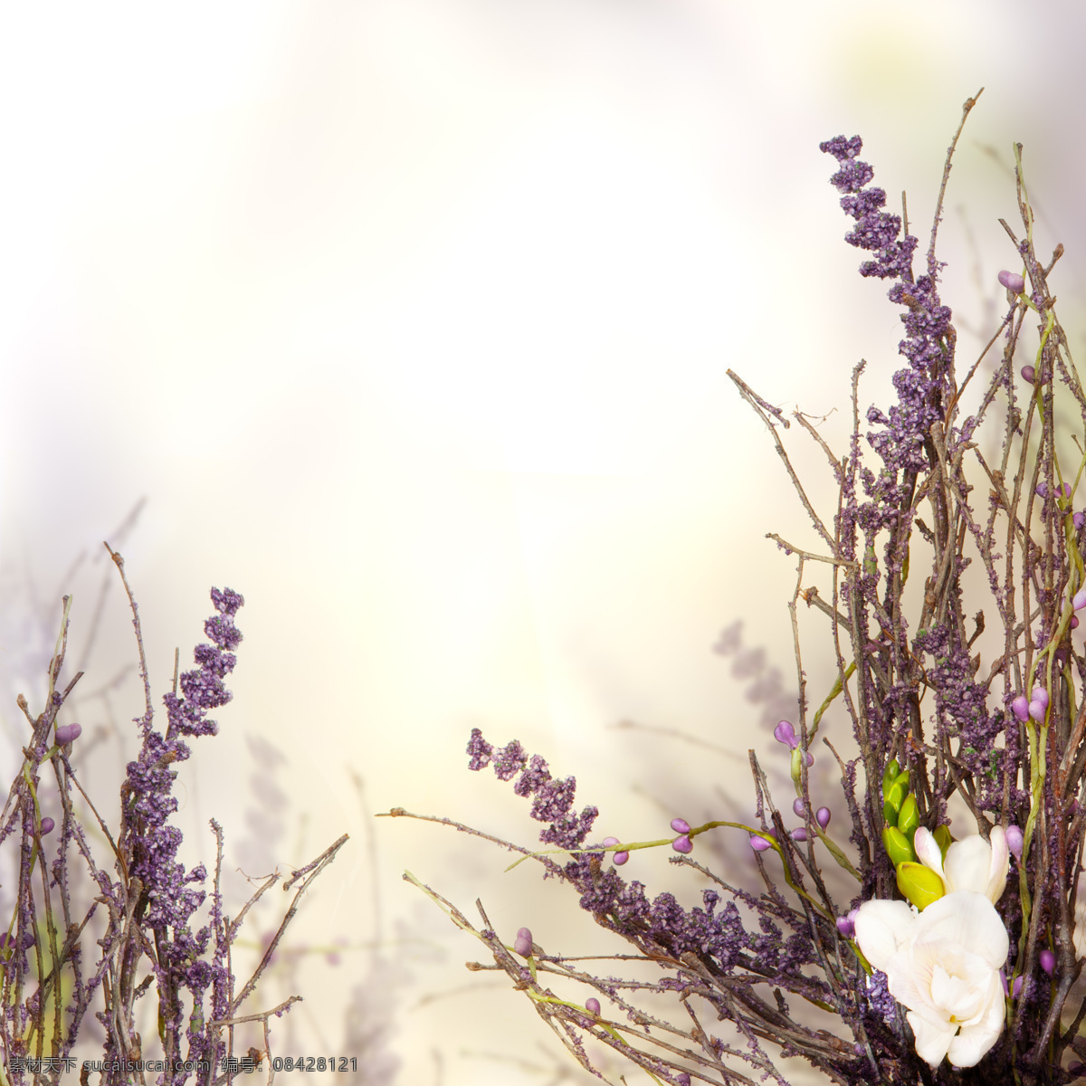 梦幻 花草 背景 鲜花背景 花朵 花卉 美丽鲜花 梦幻背景 梦幻光斑 花草树木 生物世界