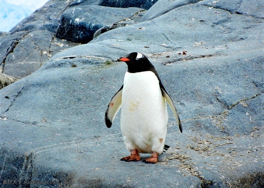 南极企鹅 企鹅 小动物 野生动物 保护动物 生物世界