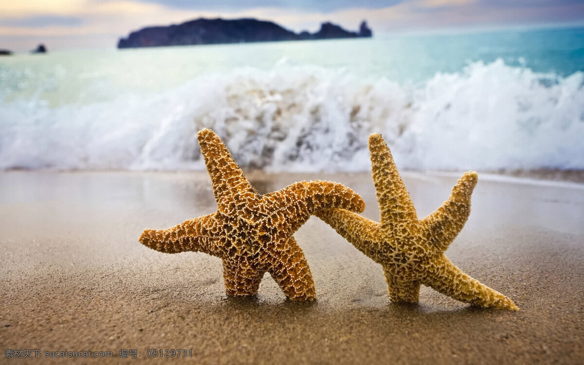 海 之星 牵手 海边 海景 海滩 海星 旅游摄影 之星牵手 自然风景 风景 生活 旅游餐饮