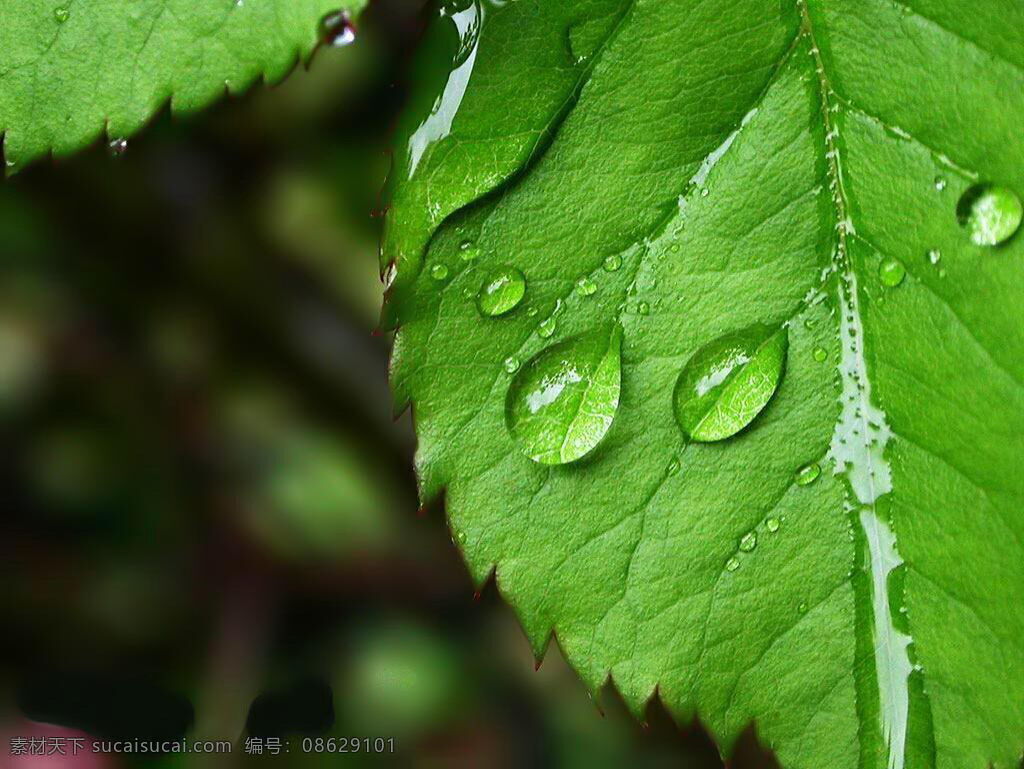 水滴 绿叶 摄影图库 生物世界 树木树叶 水滴绿叶