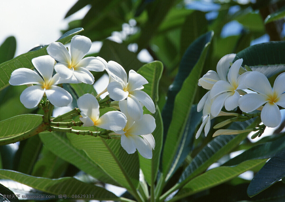 花免费下载 大自然 芳香 广告 大 辞典 户外 花 花丛 花朵 花卉 美丽 盛开 鲜花 鲜艳 植物 风景 生活 旅游餐饮