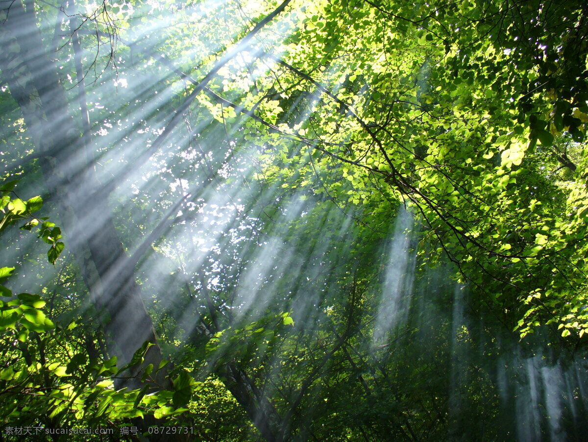 森林阳光 阳光 森林 绿色 草 树木 大自然 生物世界 树木树叶