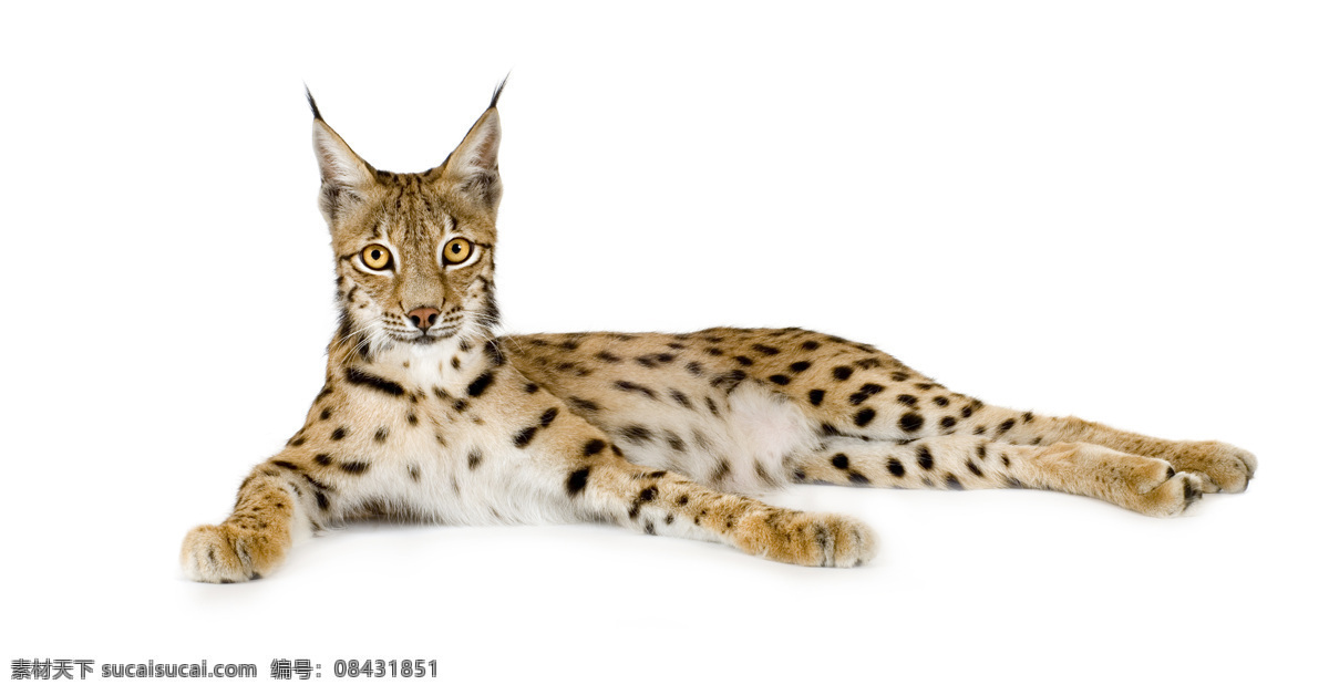 猎豹 豹子 金钱豹 野生动物 动物摄影 陆地动物 生物世界