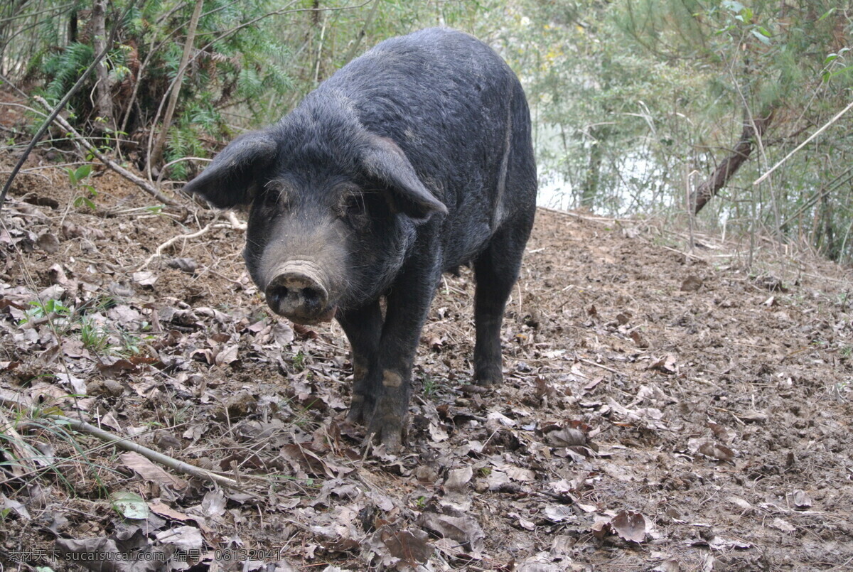 黑毛猪 黑猪 猪正面 山上猪 山上黑猪 山林黑猪 家畜 生物世界 家禽家畜
