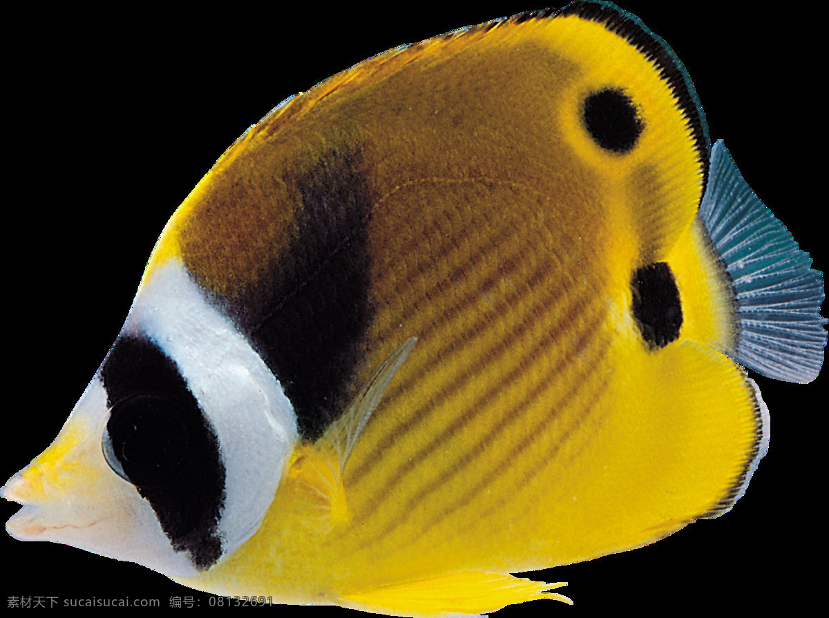 观赏性 逼真 海底 热带鱼 透明 黄色 黑色 花纹 尖嘴 透明素材 免扣素材 装饰图片
