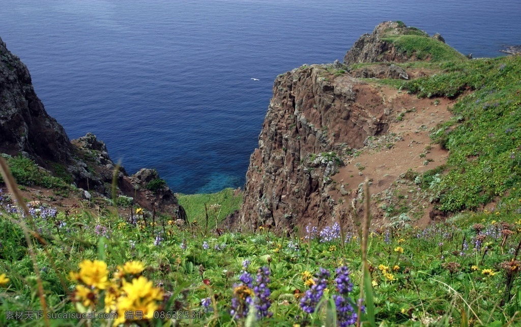 海岸 悬崖 花圃 大海 海岸上的悬崖 黄花和紫花 绿色植物 山水风景 自然景观