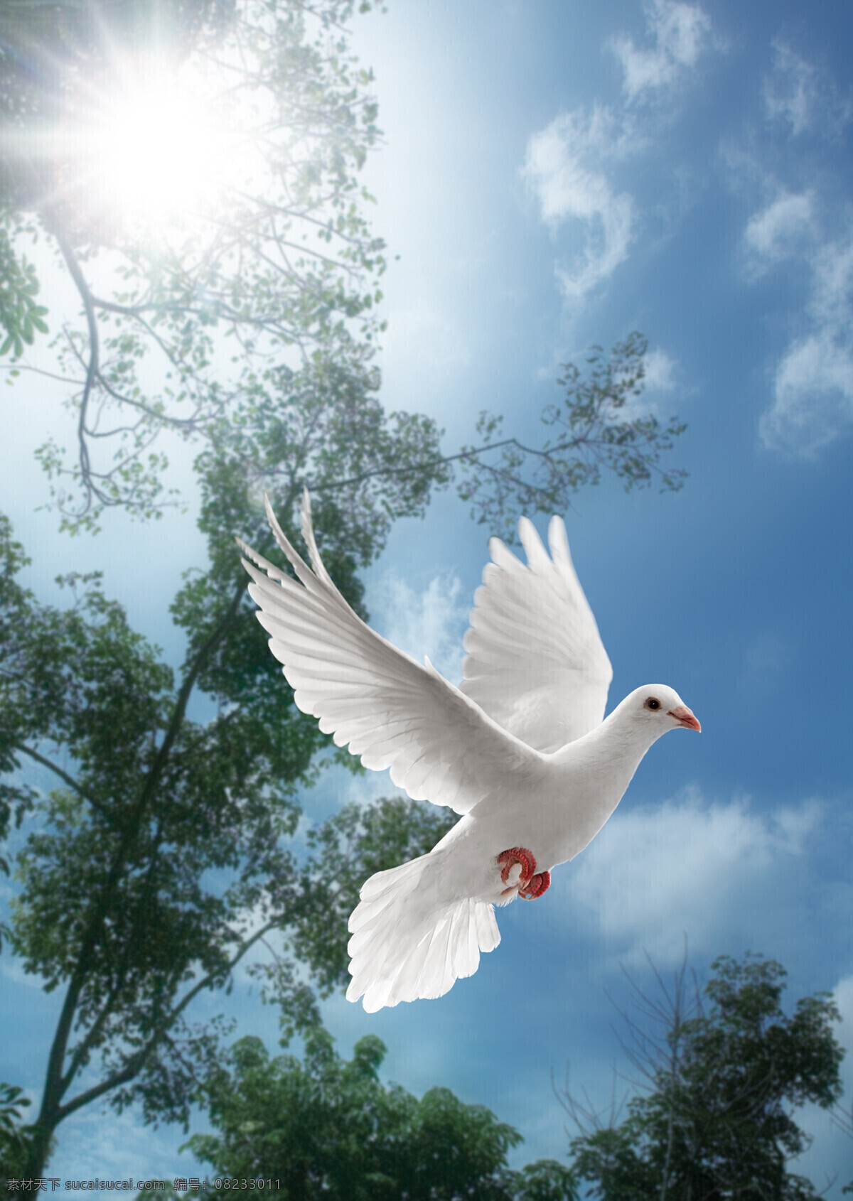 展翅 飞翔 鸽子 蓝天白云 天空 白鸽 和平鸽 高清图片 空中飞鸟 生物世界