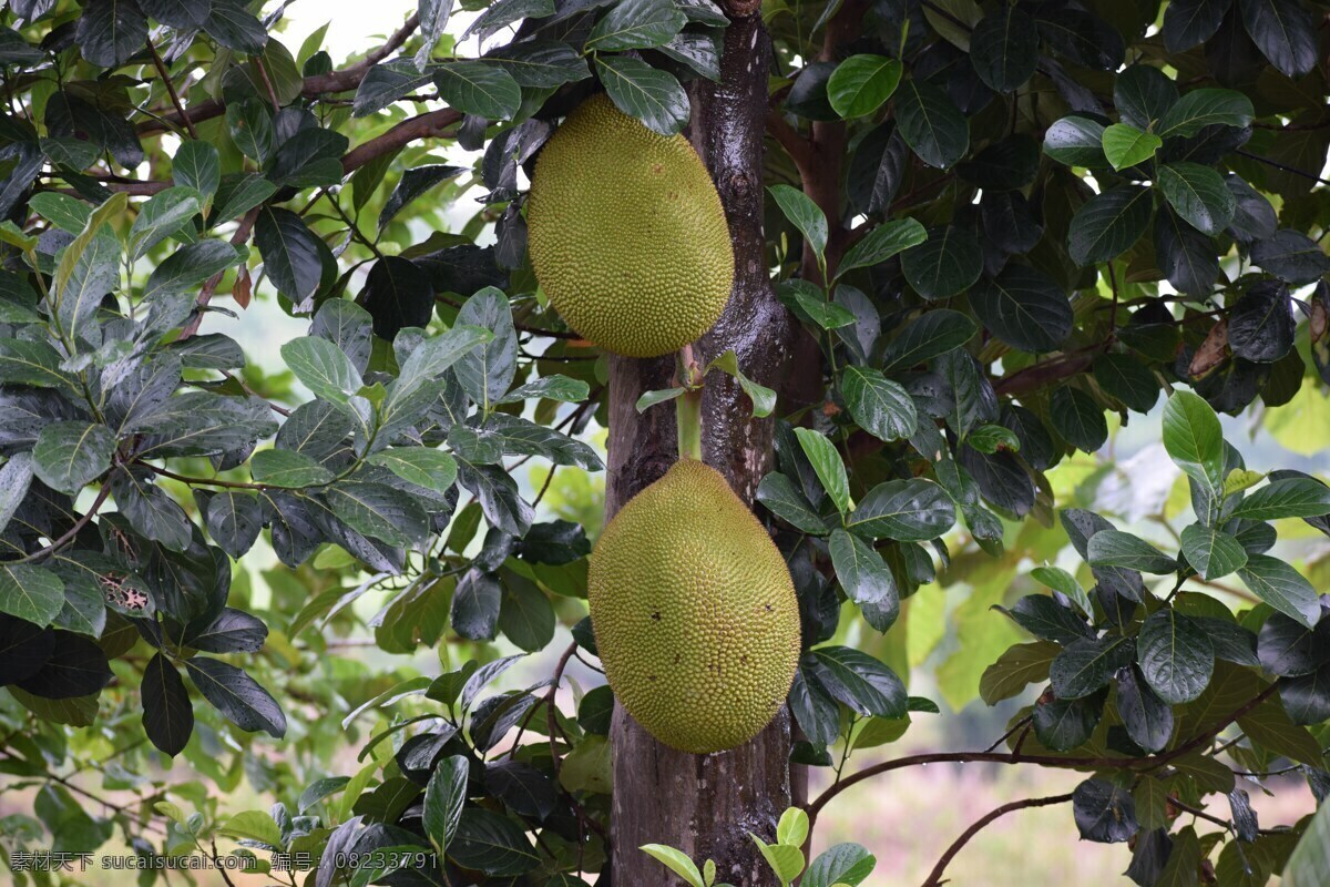 树上菠萝蜜 菠萝蜜 菠萝蜜树 果树 水果树 树木 树枝 树干 树叶 叶子 绿叶 水果 果实 果子 未成熟 热带水果 生物世界