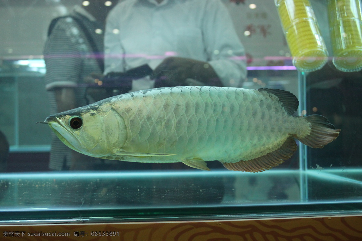 银 龙鱼 金龙鱼 生物世界 鱼类 银龙鱼 红龙鱼 白金龙鱼 观赏鱼