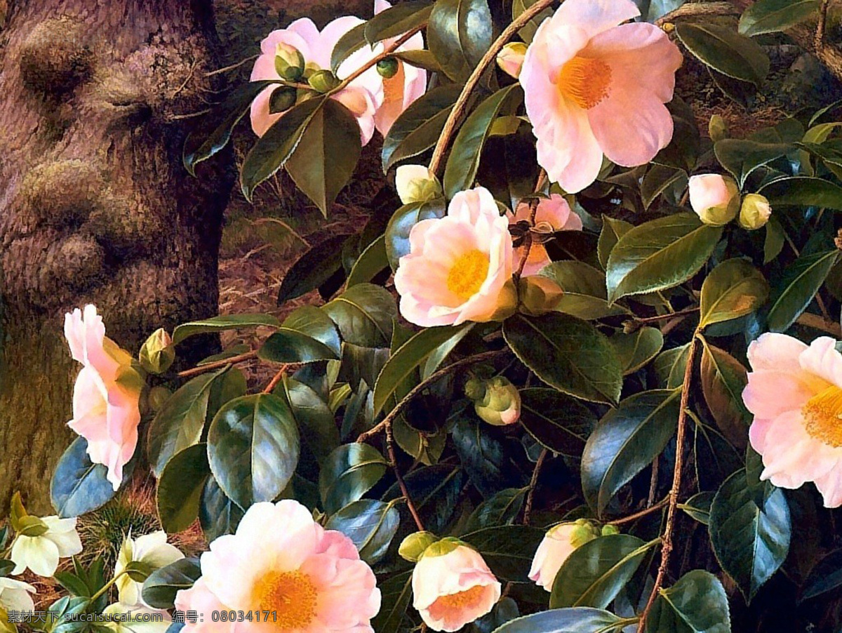 手绘 花卉 春天 山茶花 　 花 春 季节 花蕊 粉色 文化艺术 绘画书法 设计图库 300