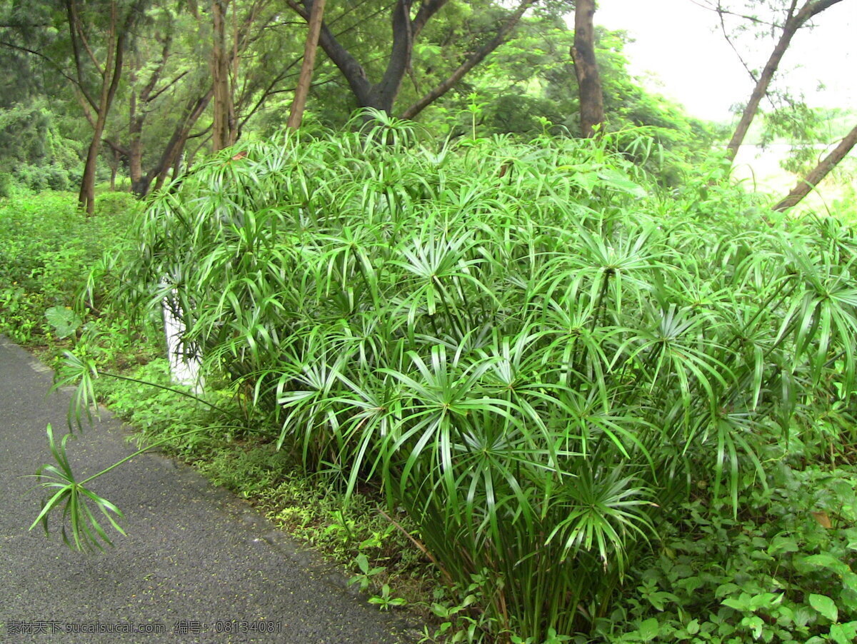 风车草 华侨城 湿地 水生植物 伞草 自然景观 自然风景