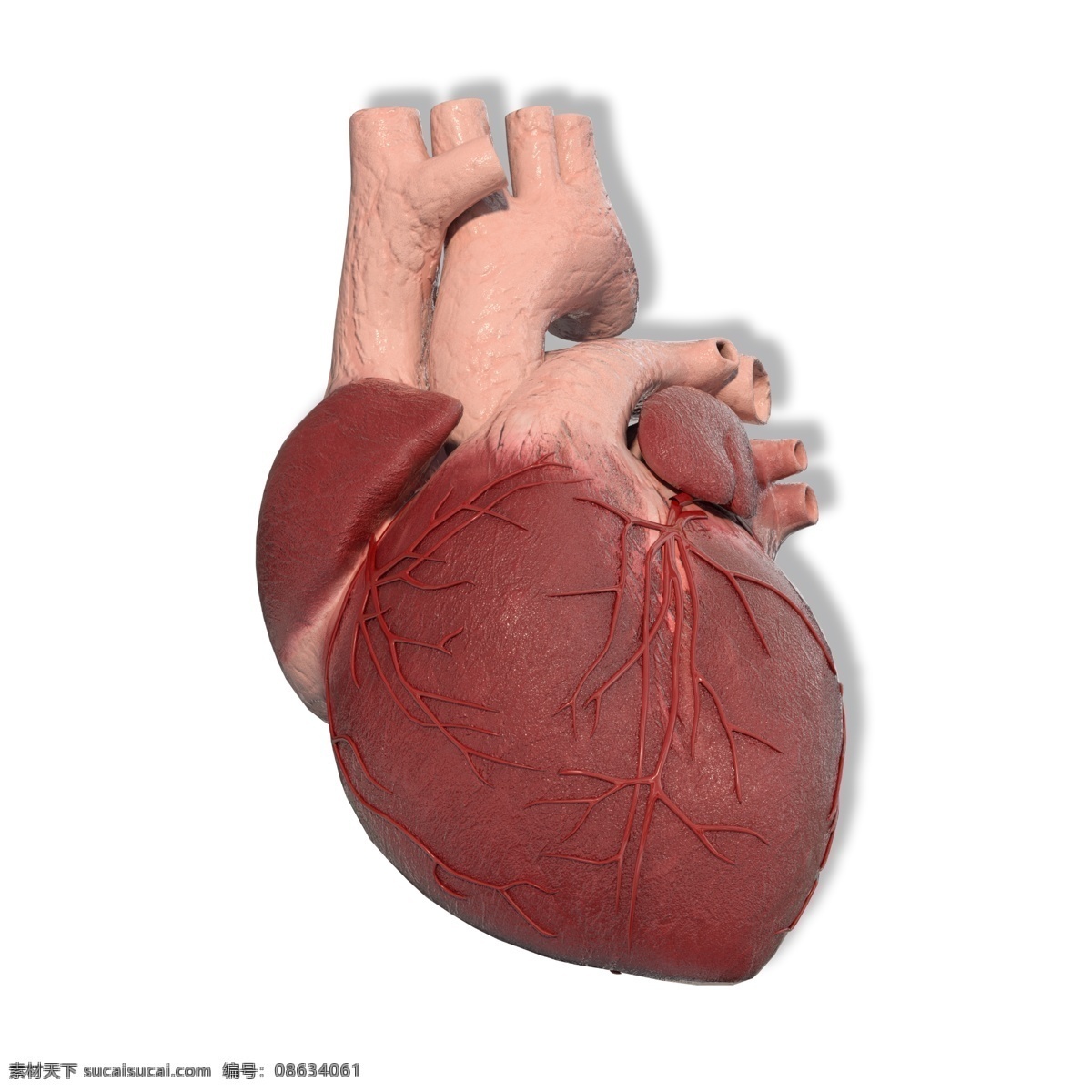医学 生 心脏 模型 器官 内脏 标本