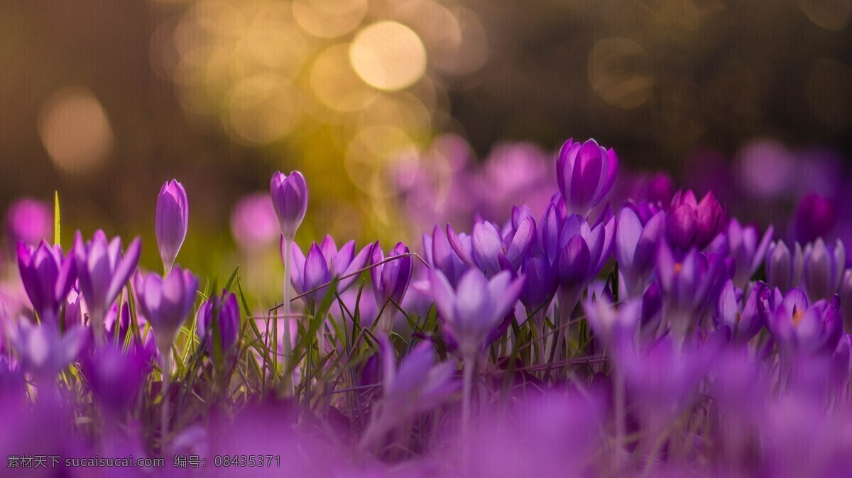 紫色 鲜花 植物 草地 背景 生物世界 花草
