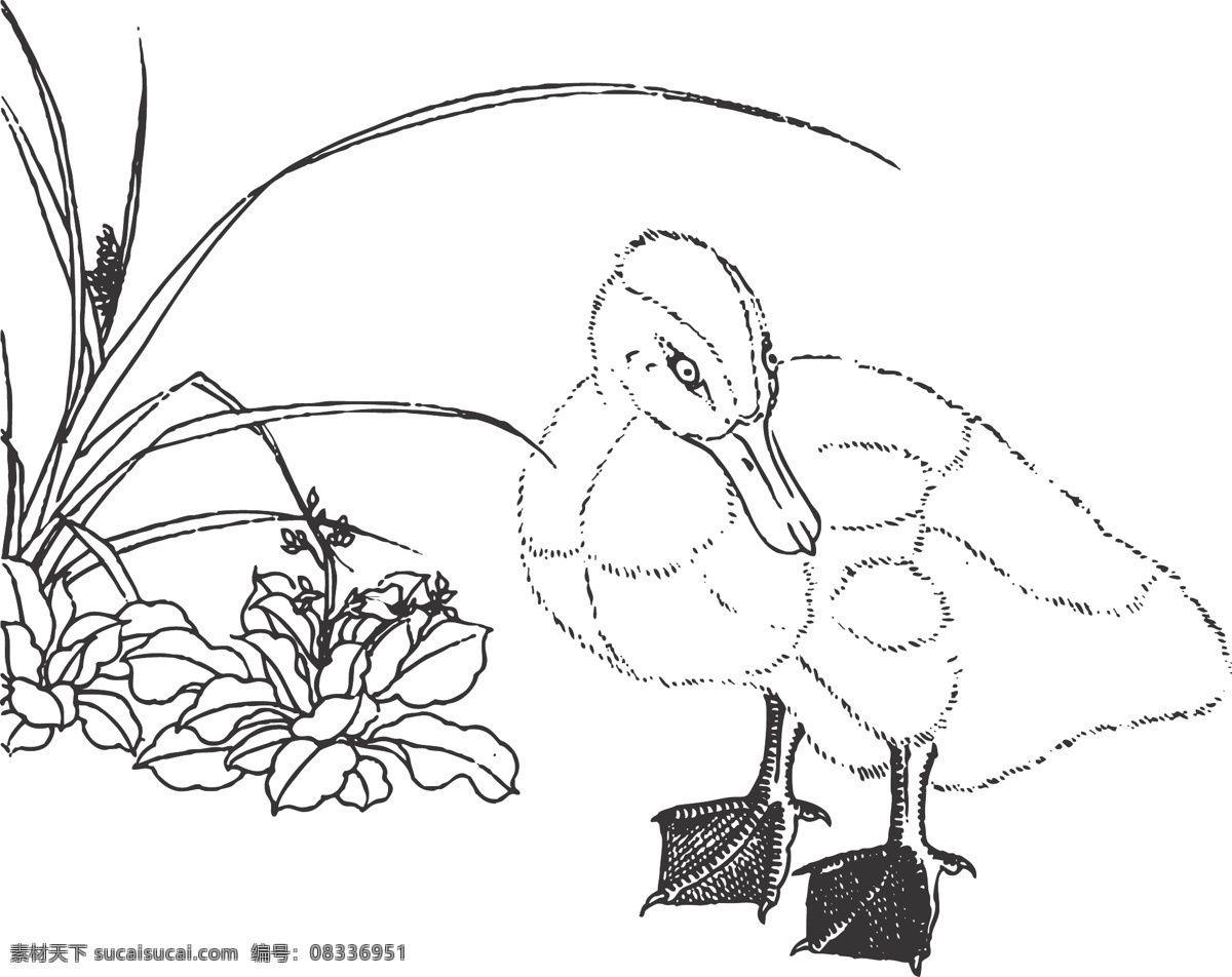 乳鸭图 植物 动物 花卉 观赏 线条 矢量 装饰 插画 白描 鸭子 生物世界 鸟类