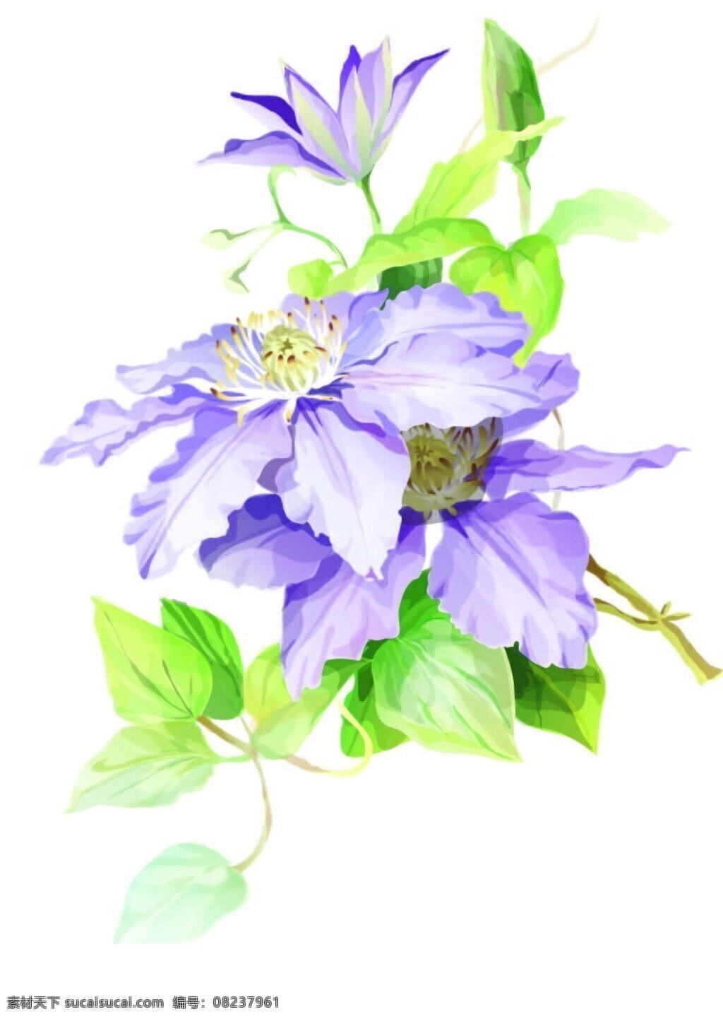 菊花 喇叭花 红花 兰花 藤蔓 白色