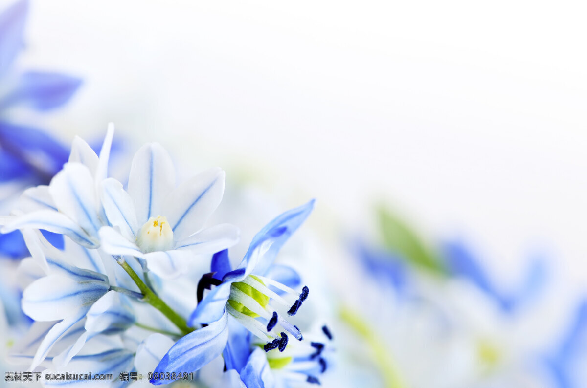 鲜花 背景 淡蓝色背景 唯美鲜花 鲜花背景 唯美鲜花背景 蓝色鲜花 背景图片