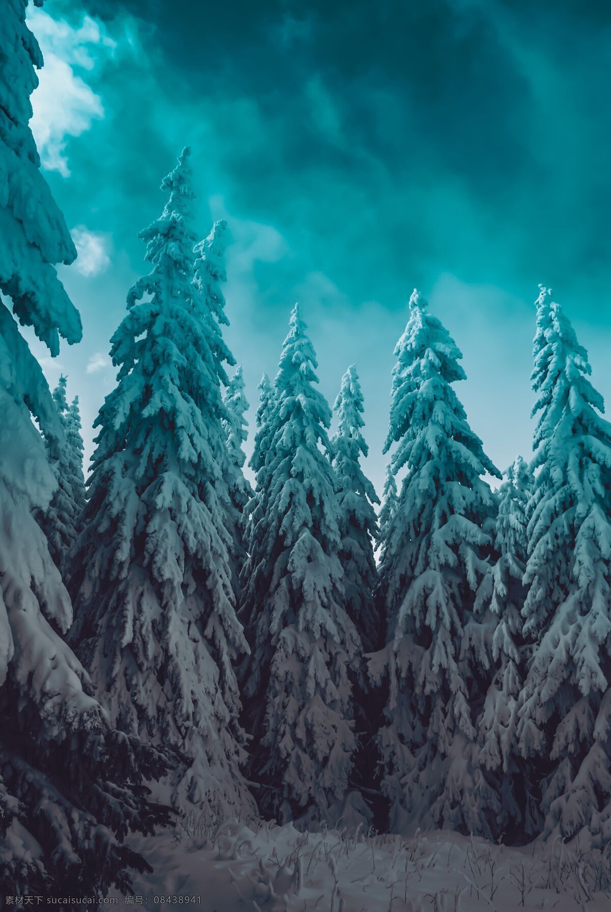 树林 雪景 景观 背景 壁纸 自然 海报 自然背景 环保 生态 天空 云彩 白云 蓝天 渐变 森林 树木 草地 草原 植物 蓝色 绿色 光 光线 光影 阳光 雪 雪地