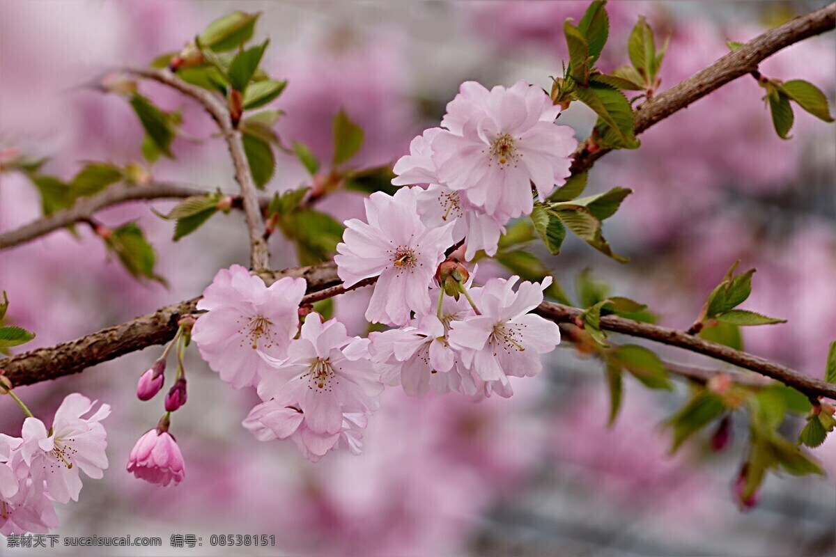 花朵 花瓣 美丽 春天 开花 绽放 花卉 樱花树 照片