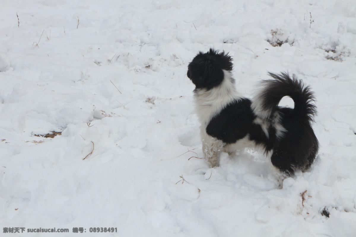 下雪的狗 黑头狗 萌犬 雪地 雪地玩耍 呆狗 土狗 雪后玩耍 奔跑的狗 黑脸狗 散步的狗 雪地狗狗 照片 生物世界 家禽家畜