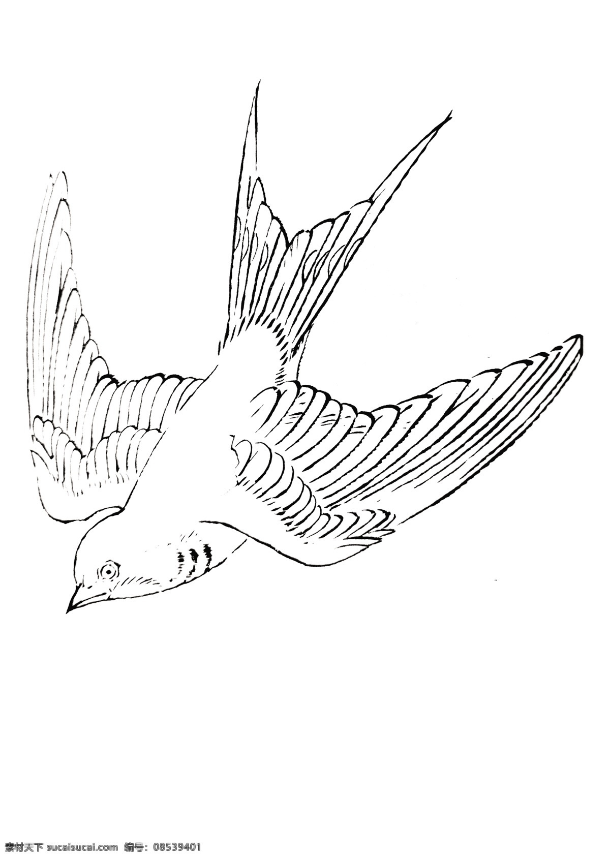 燕子 线描 手绘 鸟 白描 飞禽 飞鸟 手稿 鸟谱 分层
