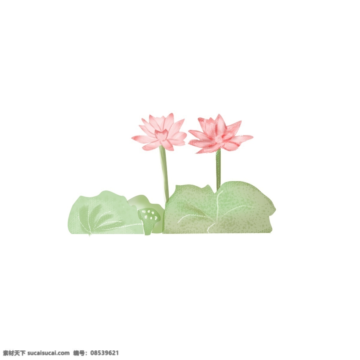 自然 清新 小 水彩 荷花 花朵 植物 小清新