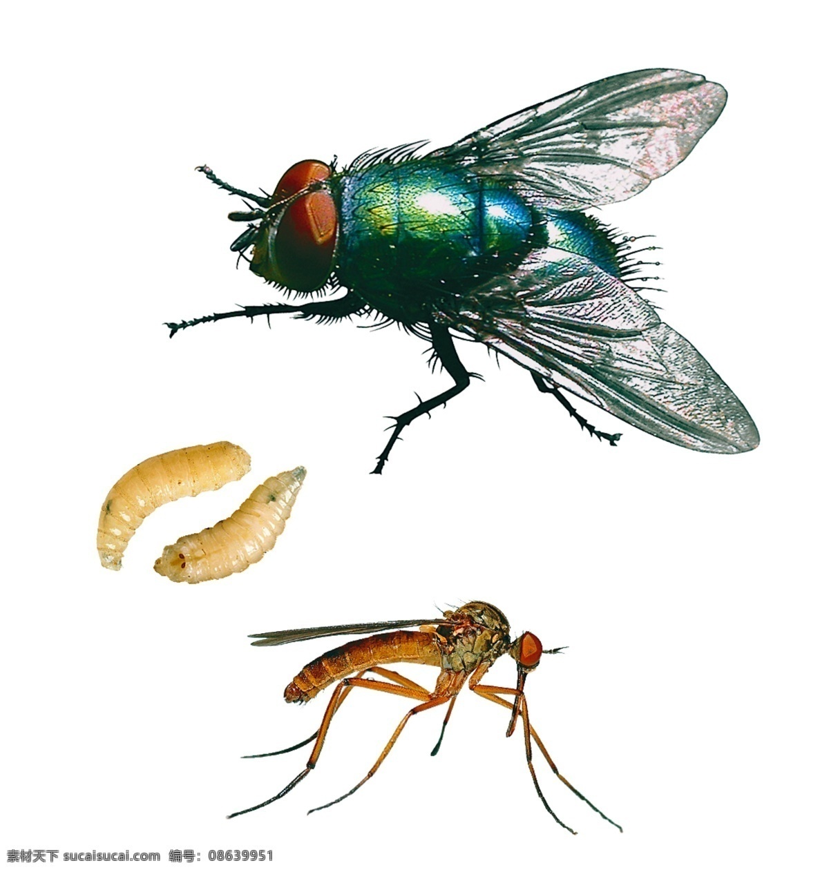 苍蝇 蚊虫 分层 幼虫 分层素材 害虫 分层文件