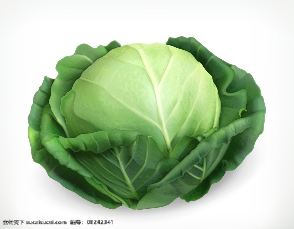 包菜矢量图 包菜 蔬菜矢量 蔬菜 背景 底纹 矢量 蔬菜水果 设计矢量 蔬菜大全 白菜 豌豆 大白菜 西兰花 油菜 绿色食品 绿色 青菜 水果 食物 生物世界