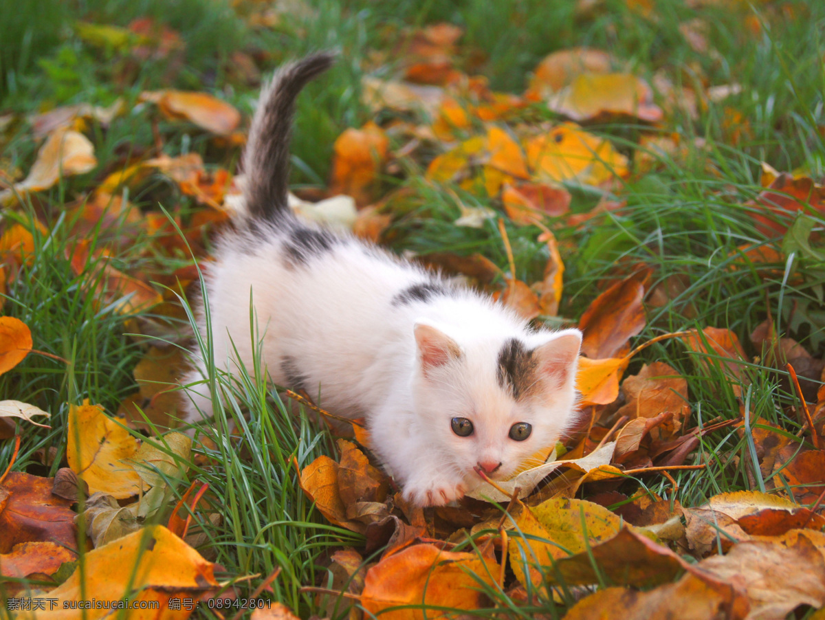 花猫 小花猫 动物 草地 叶片 绿色 落叶 猫咪 野生动物 生物世界