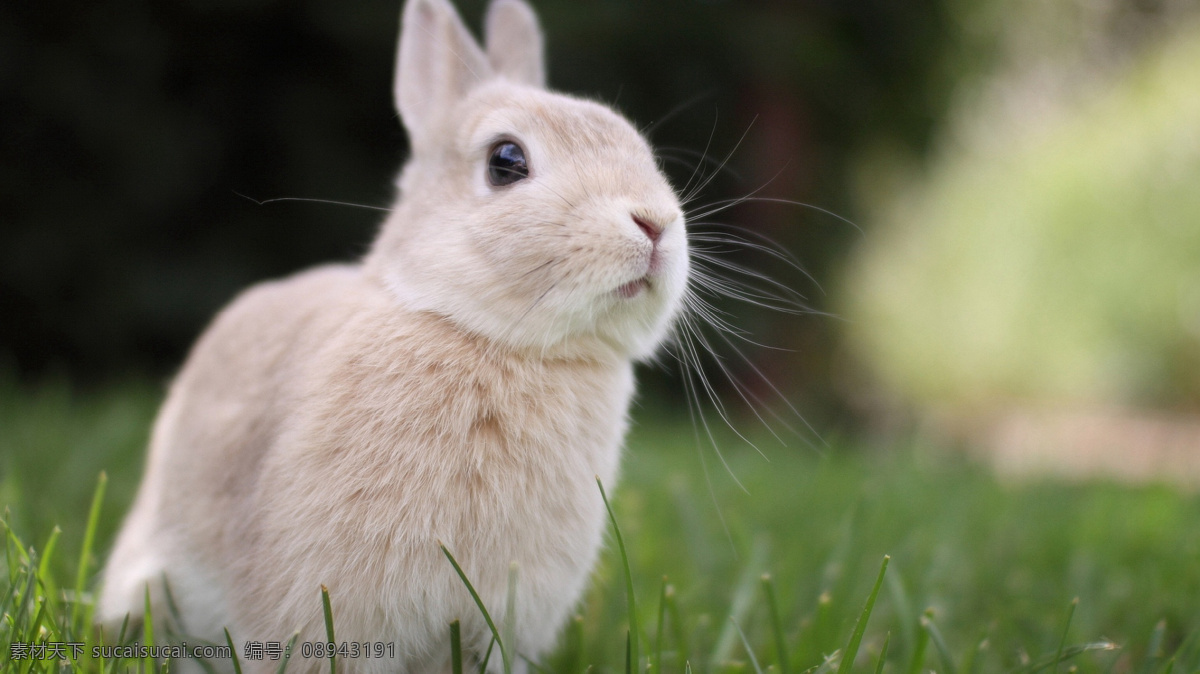 宠物 动物 合集 兔子 照片 小动物 兔子照片 可爱兔子 宠物动物合集 生物世界 其他生物
