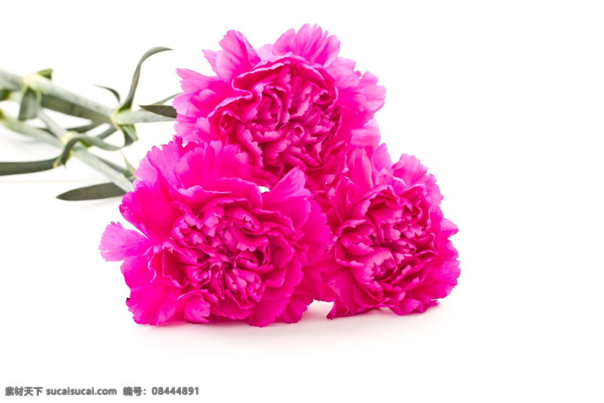 鲜艳 康乃馨 高清 鲜花 花朵 花卉 近景