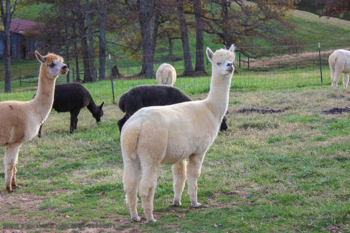 羊驼 草泥马 哺乳动物 动物 vicugna pacos alpaca 宠物