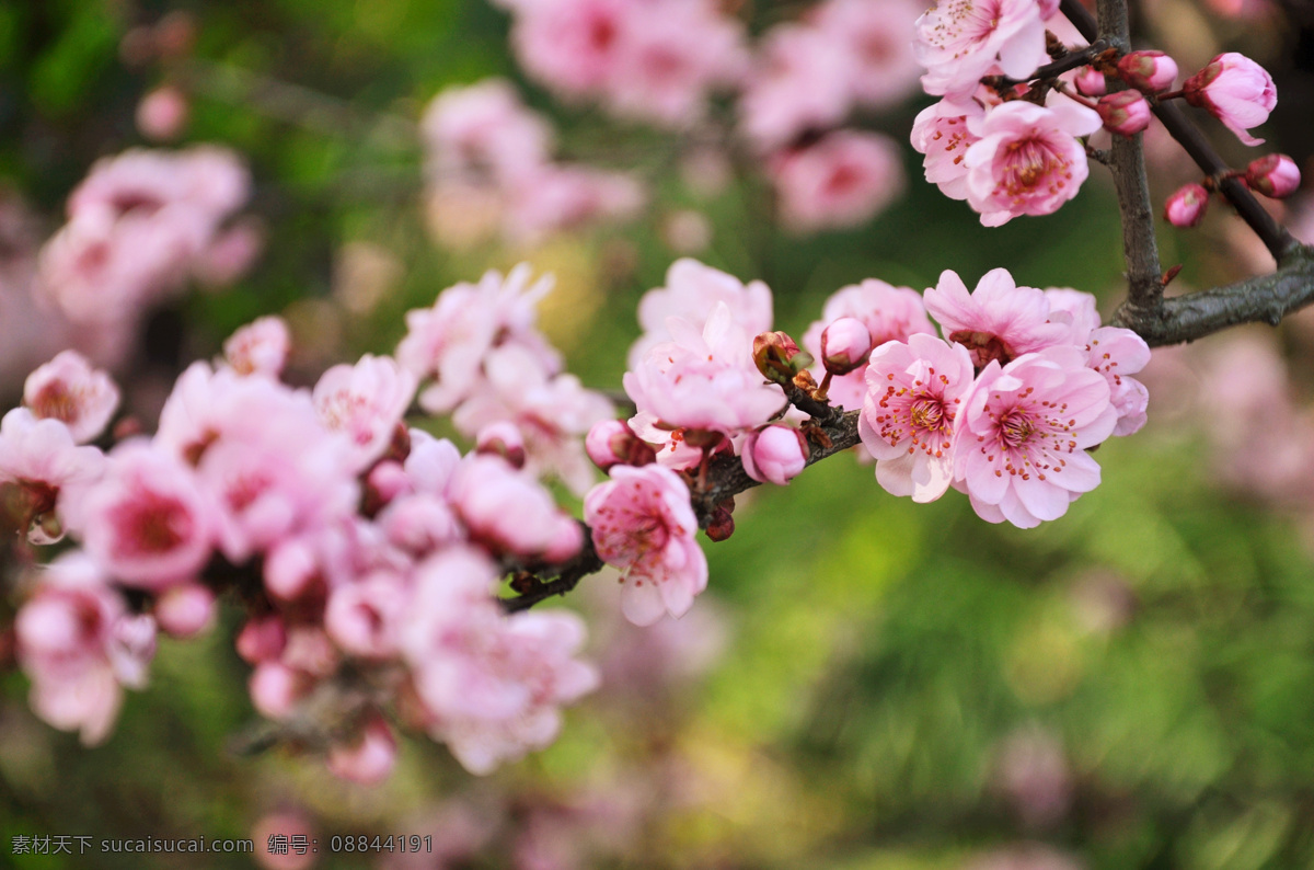 春天 桃花 春色 花草 美丽的花 生物世界 鲜花 春天的桃花 psd源文件
