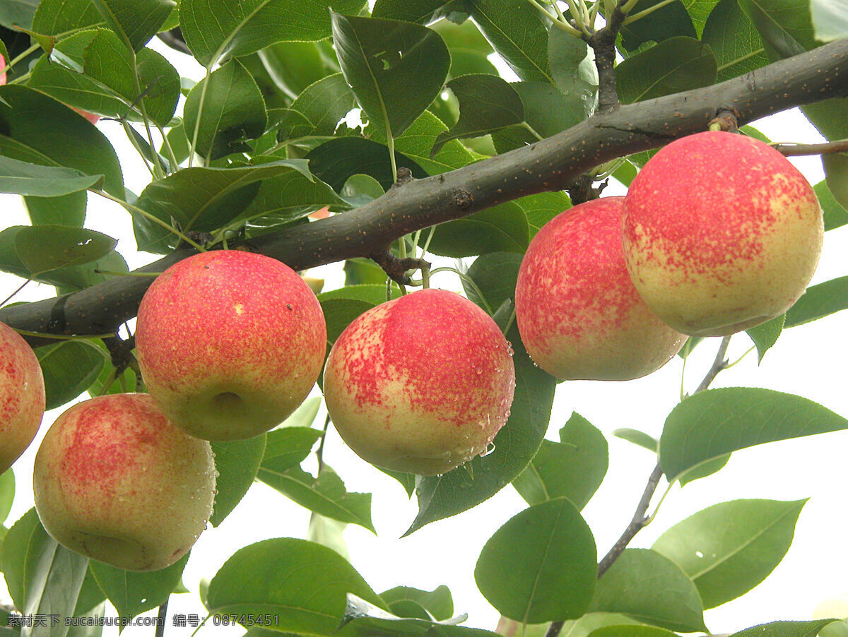 红梨 安宁红梨 水果 梨果 梨子 生物世界