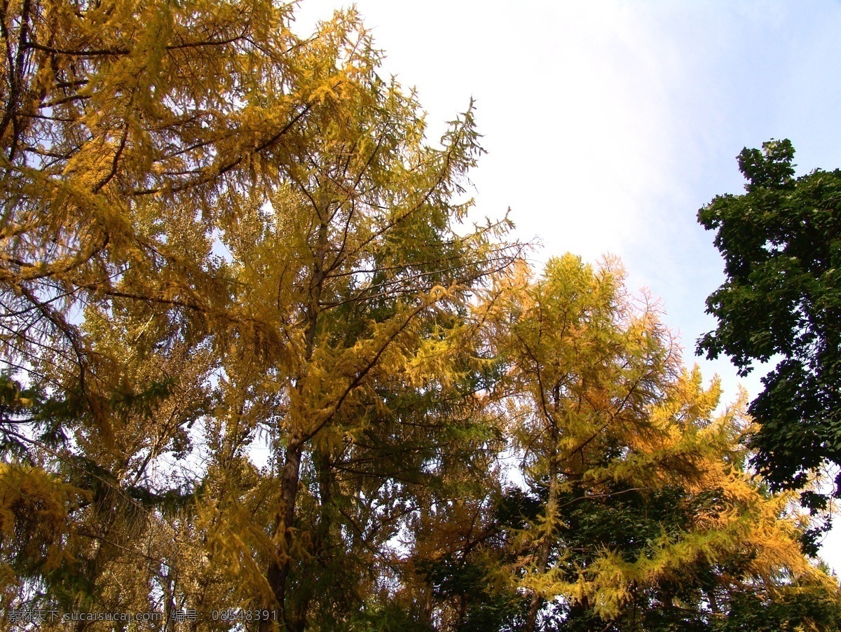 美丽树林 大树 树木 树叶 花草树木 自然风光 秋季自然景色 秋天美丽风景 秋天风光 美丽 树林 风景 自然风景 自然景观 黑色