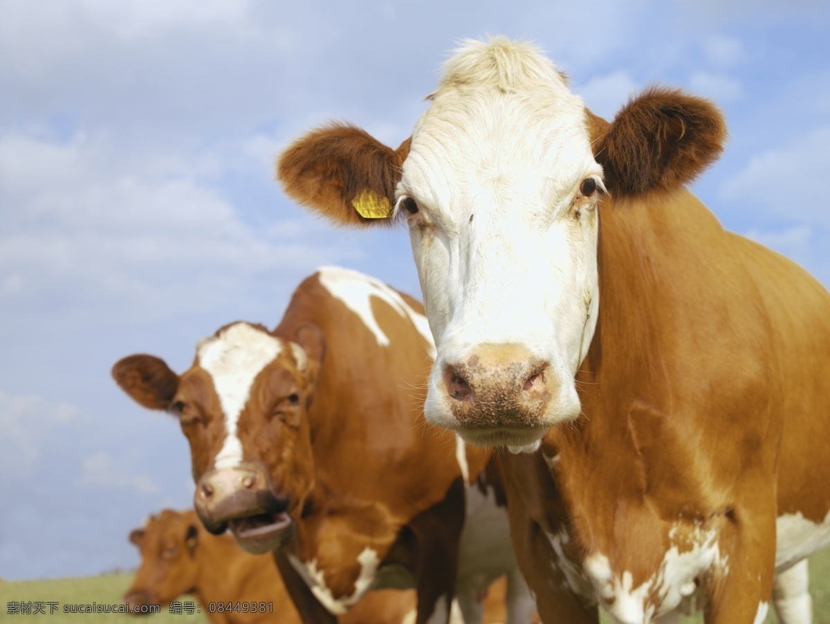 奶牛 奶牛特写 畜生 牧场奶牛 牛 生物世界 家禽家畜