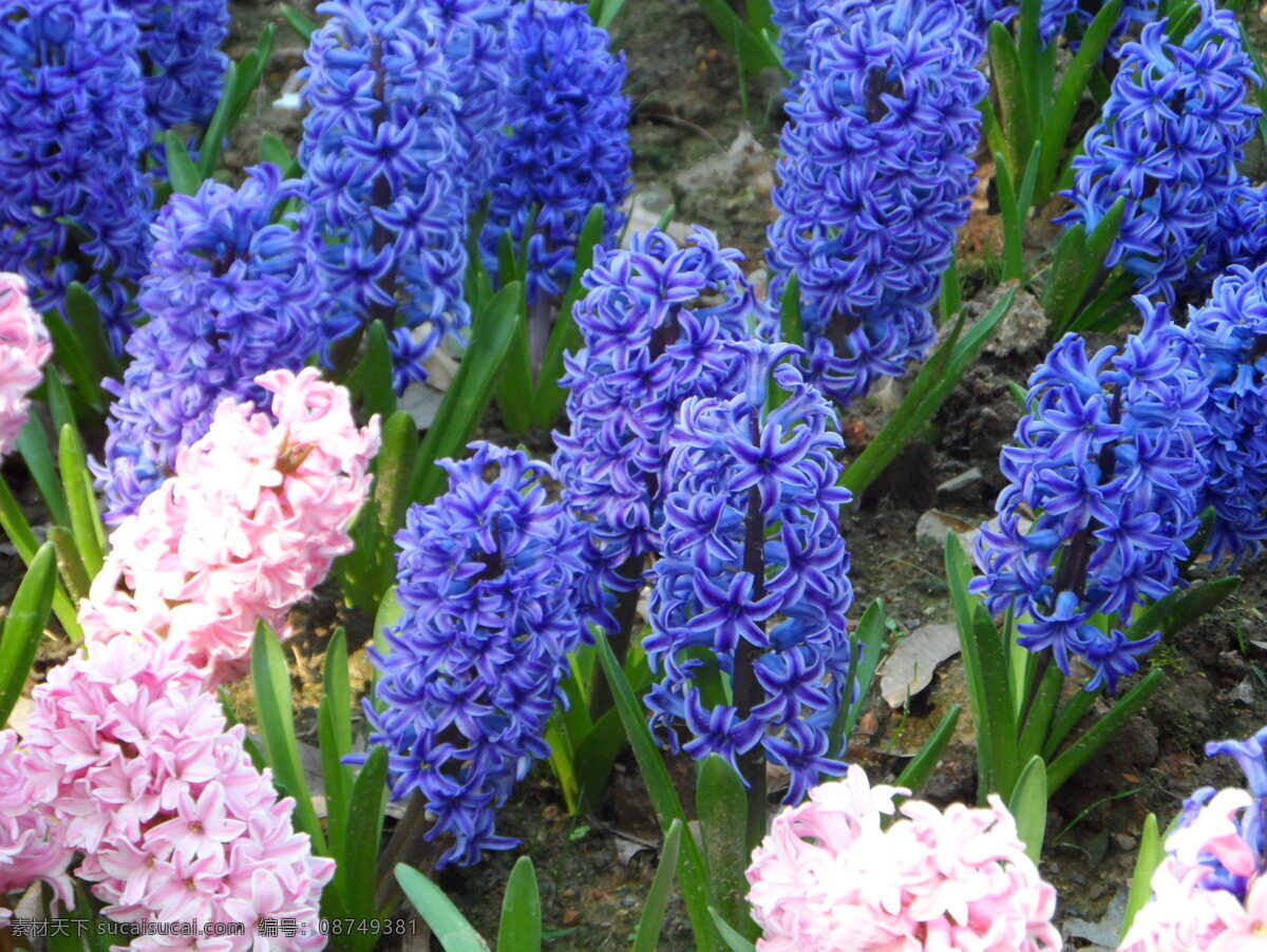 彩色 风信子 花 高清 紫色 粉色 花卉