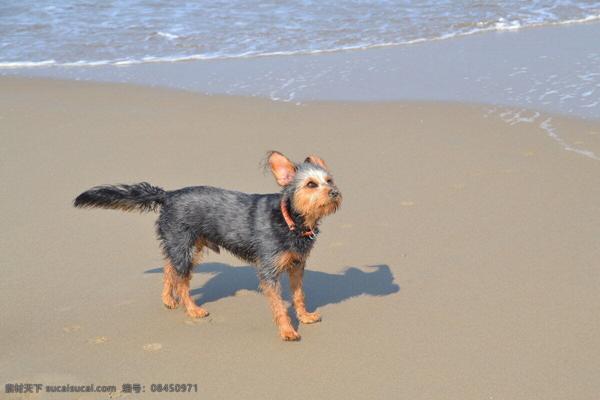 沙滩 上 小狗 高清 宠物狗 萌犬 沙滩狗狗