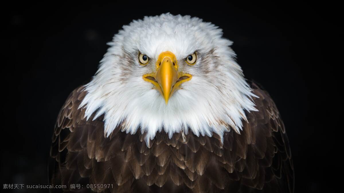 正视 镜头 白头鹰 鹰 头像 头部 美国象征 美国国宝 雄鹰 图库禽类生物 生物世界 鸟类