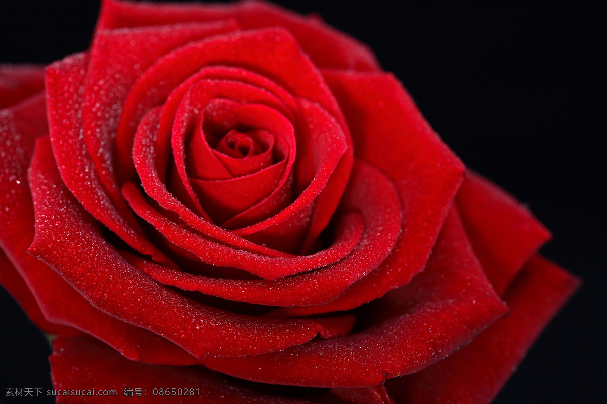 娇艳 红玫瑰 花 五线谱 乐谱 音乐 玫瑰花 花瓣 植物花朵 美丽鲜花 漂亮花朵 花卉 鲜花摄影 花草树木 生物世界