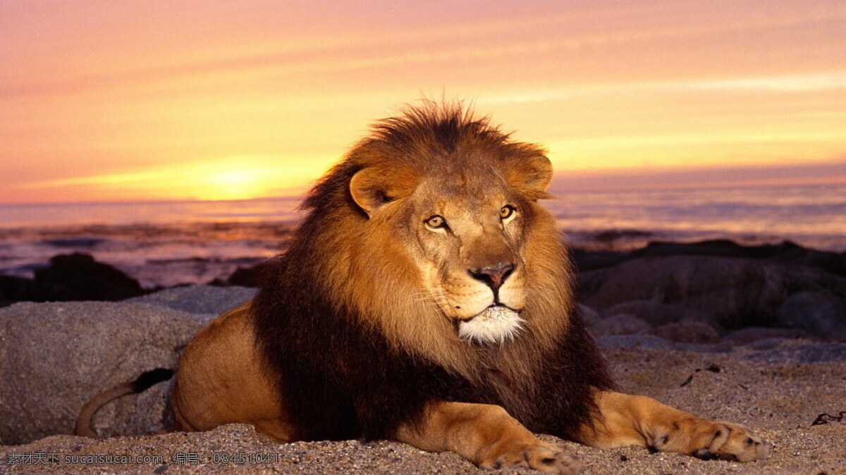雄狮 高清 狮子 野生动物 动物 大狮子 野兽
