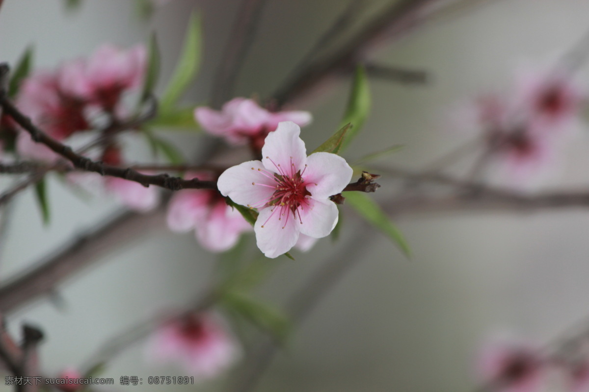 春之花 花 五瓣花 桃花 傲立枝头的花 粉色的花 生活照 生物世界 花草